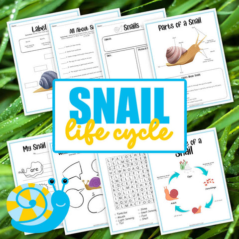 Snail Life Cycle Worksheets