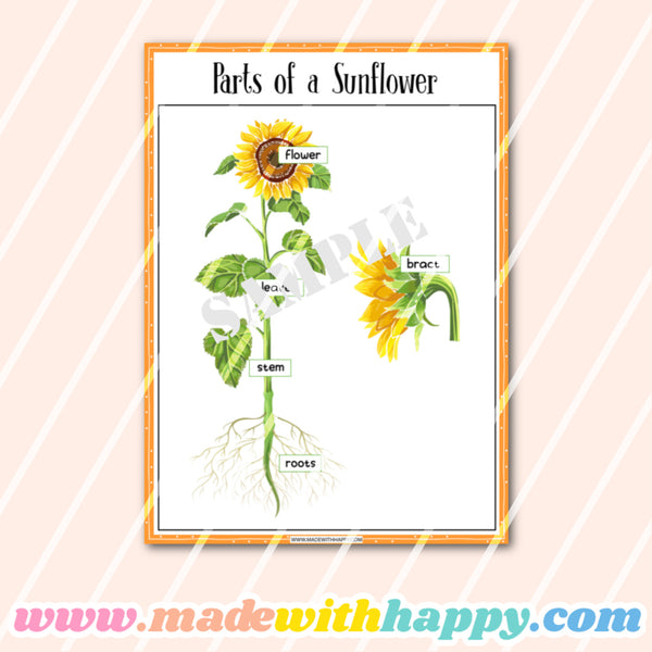 Sunflower Life Cycle Activity Worksheets