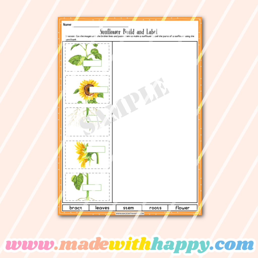 Sunflower Worksheets.pdf Sunflower Life Cycle Activity Worksheets – madewithhappy